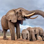 Elefante dal basso di G.Maitan